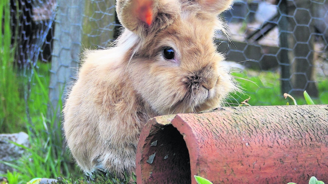 Dylan was a rescue rabbit and he has lived with the Scott family in New Pitsligo for five years. He loves eating all the newly planted flowers in the garden.  He is our winner this week.