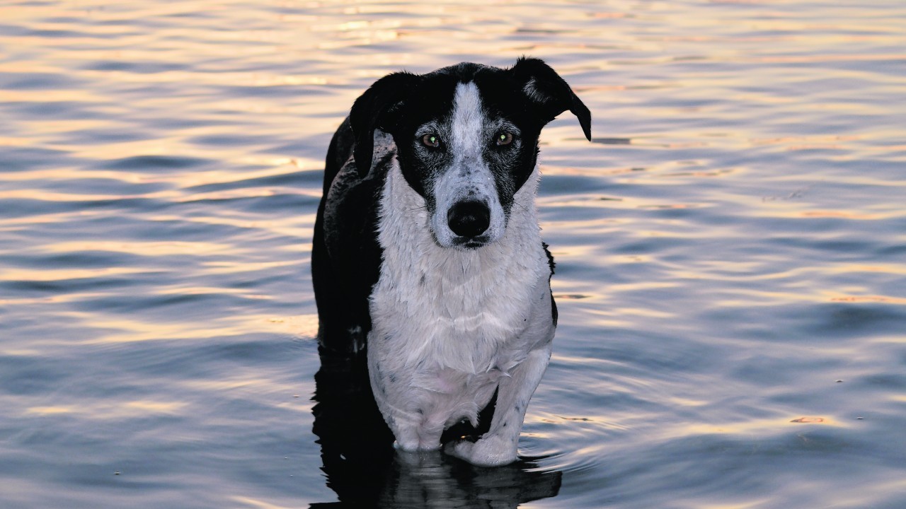 Here is  Stig, a seven-year-old Lurcher, enjoying an evening at the beach in Shapinsay, Orkney.