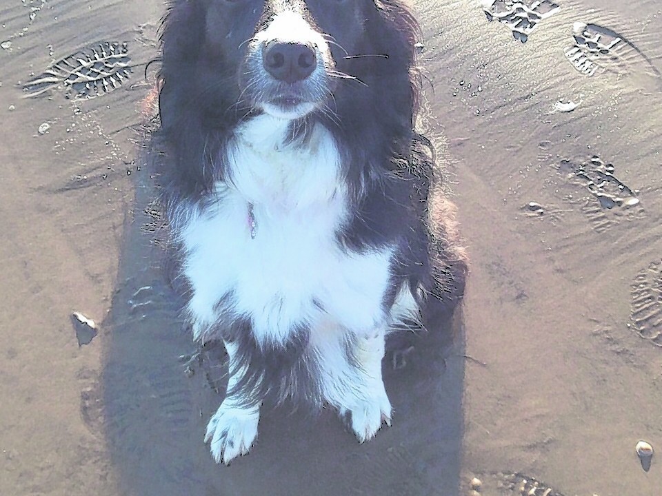 This is Emmy the Border Collie. She lives with Kevin, Lorraine, Sharon and Louise in Macduff.