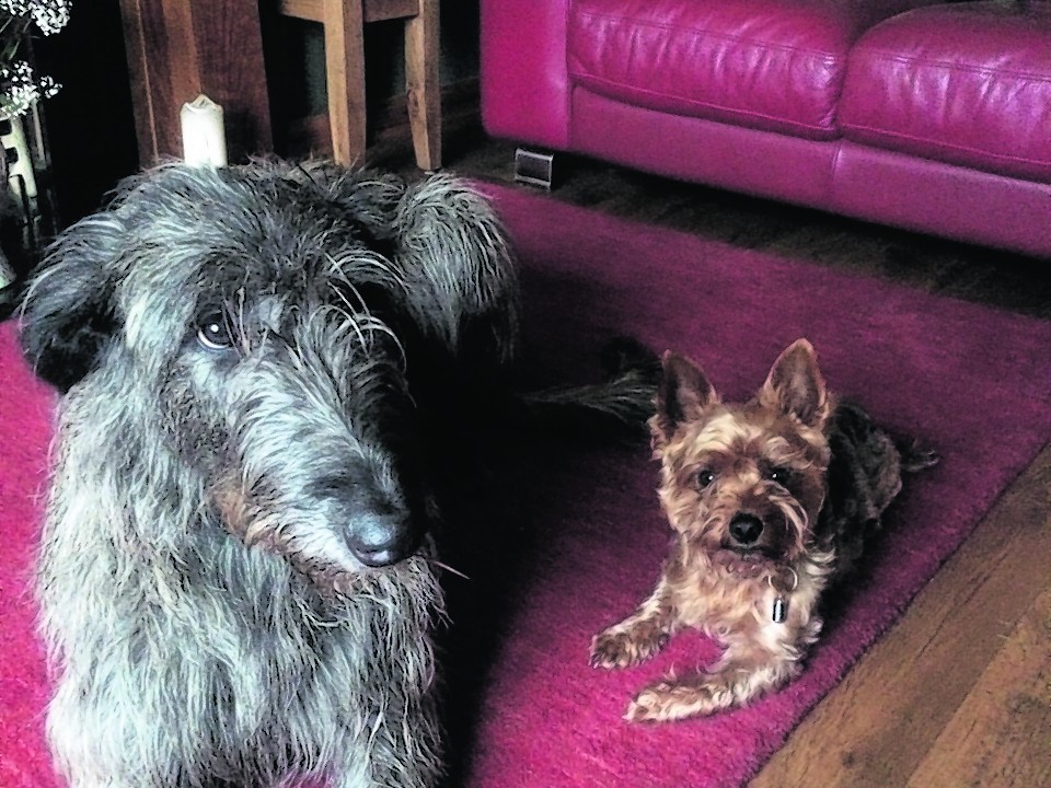 Alfie the Yorkshire terrier with his big pal Dillon the deer hound.
