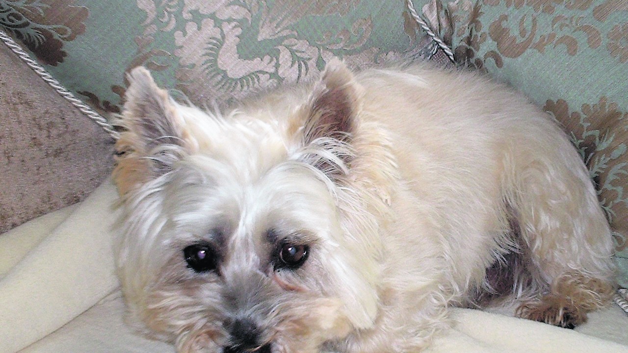 Little Joe, the Cairn Terrier lives with his mummy, Hazel, in Boddam.