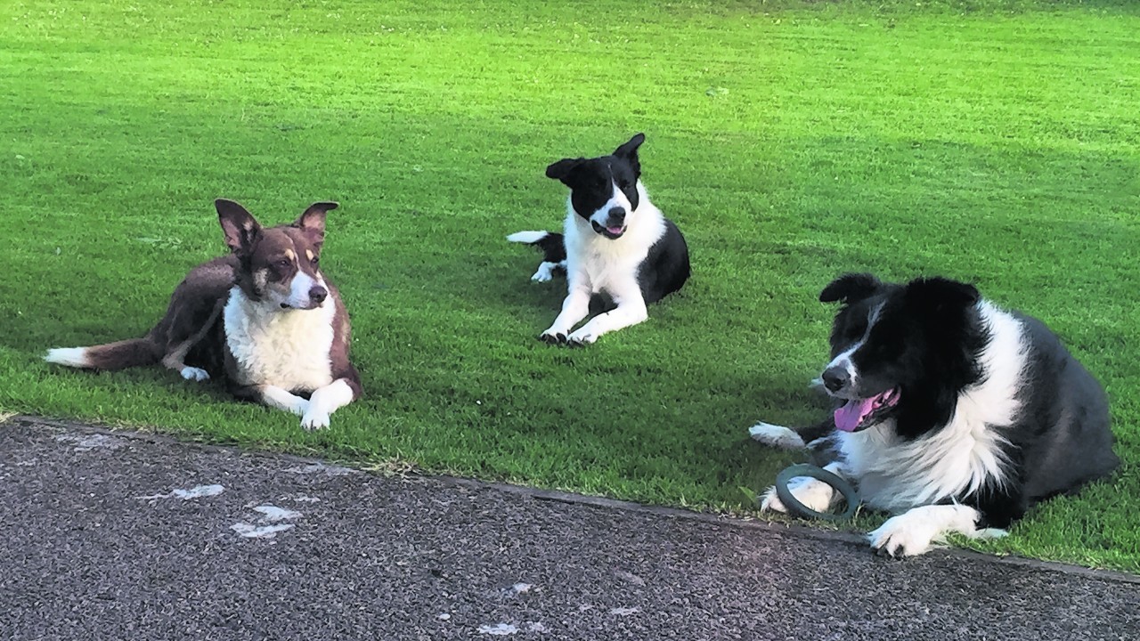 Nell, Spot and Coco from Lonmay.