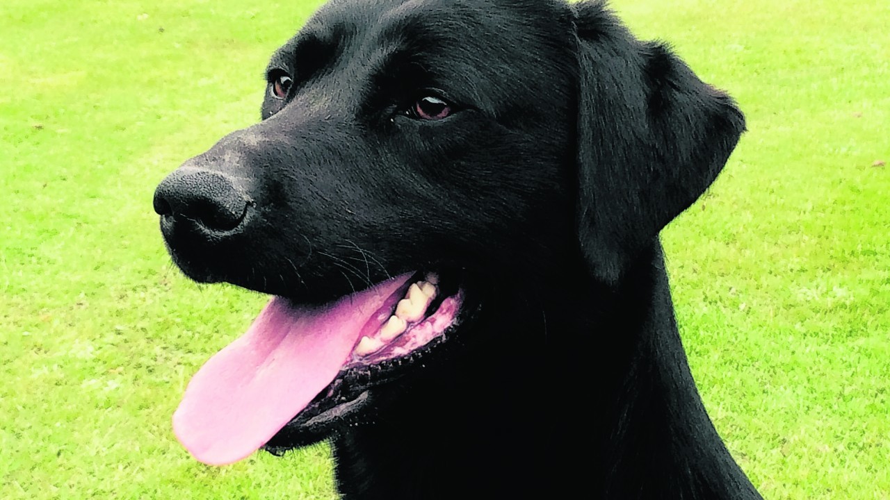 Moy is three-year-old black Labrador from Inverurie.