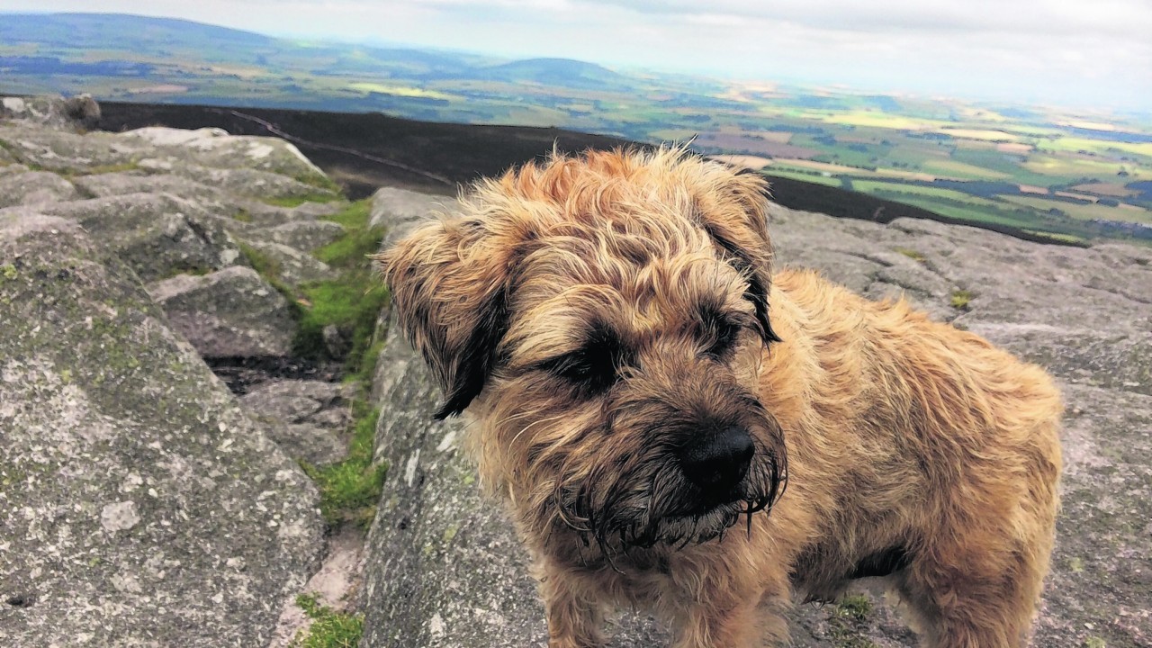 This is Ronan the Border Terrier on top of Bennachie. He lives with Anne in Kintore and is our winner this week.