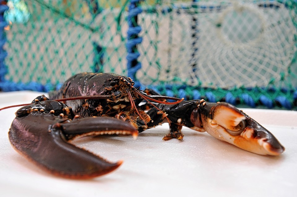 Much of Scotland's shellfish ends up in mainland European markets