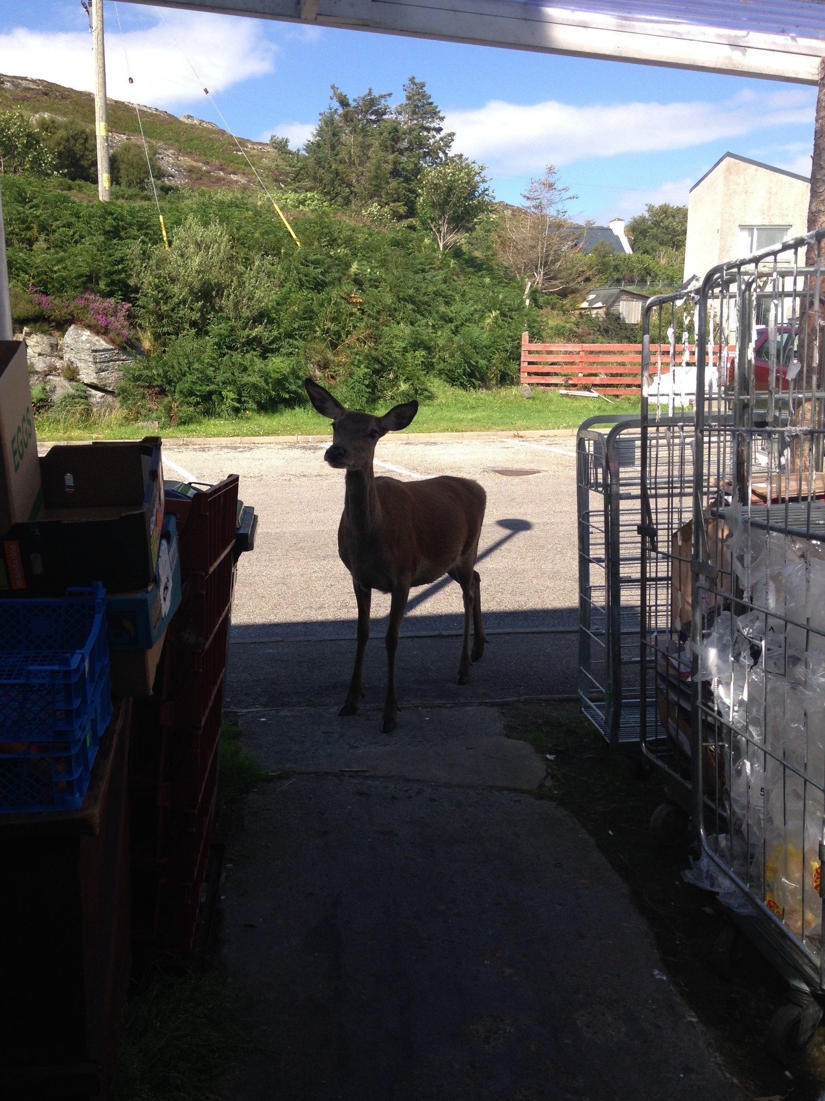 A deer makes a daring raid in the store area of a Highland shop