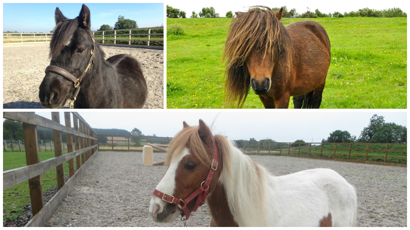 The ponies were abandoned in January