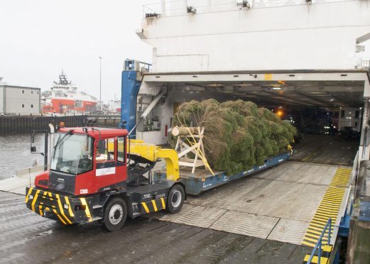 The Christmas tree completes its journey from Norway to Aberdeen. Picture courtesy of Norman Adams, Aberdeen City Council