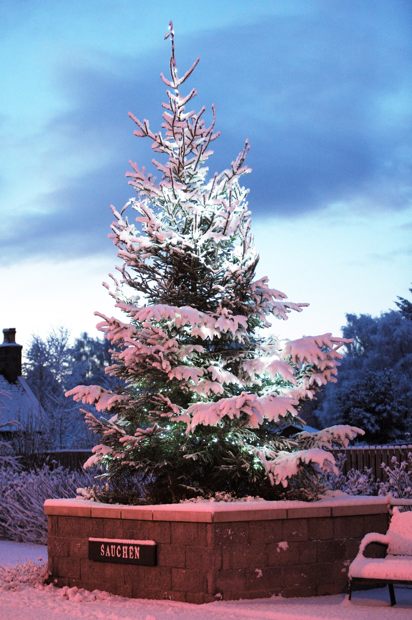Could we see plenty of north-east Christmas trees covered in snow? 