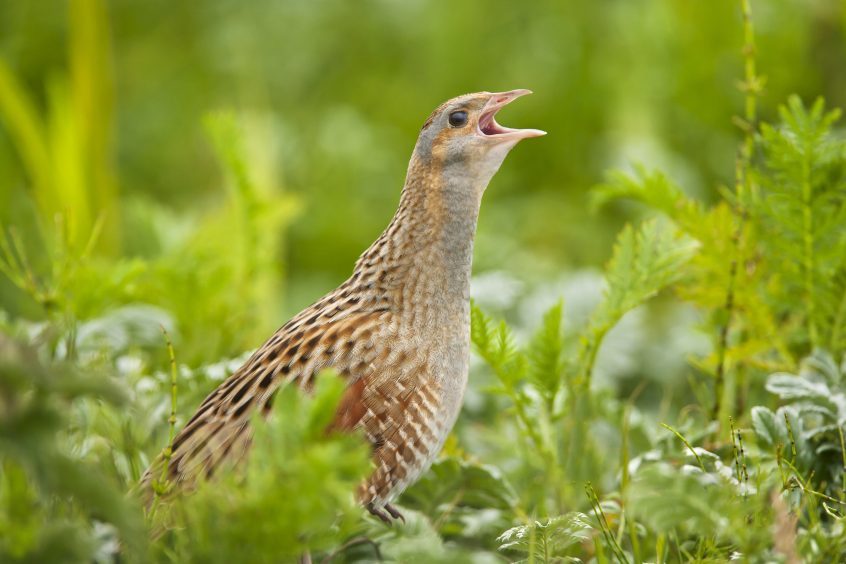 A corncrake mid-call in the undergrowth.