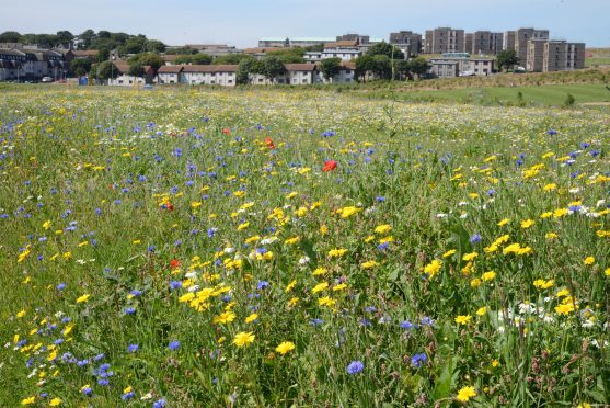 The award-winning wildflower meadow in Torry.