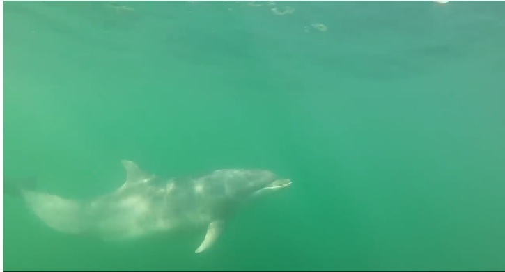 Underwater shots of Dolphins in Moray Firth