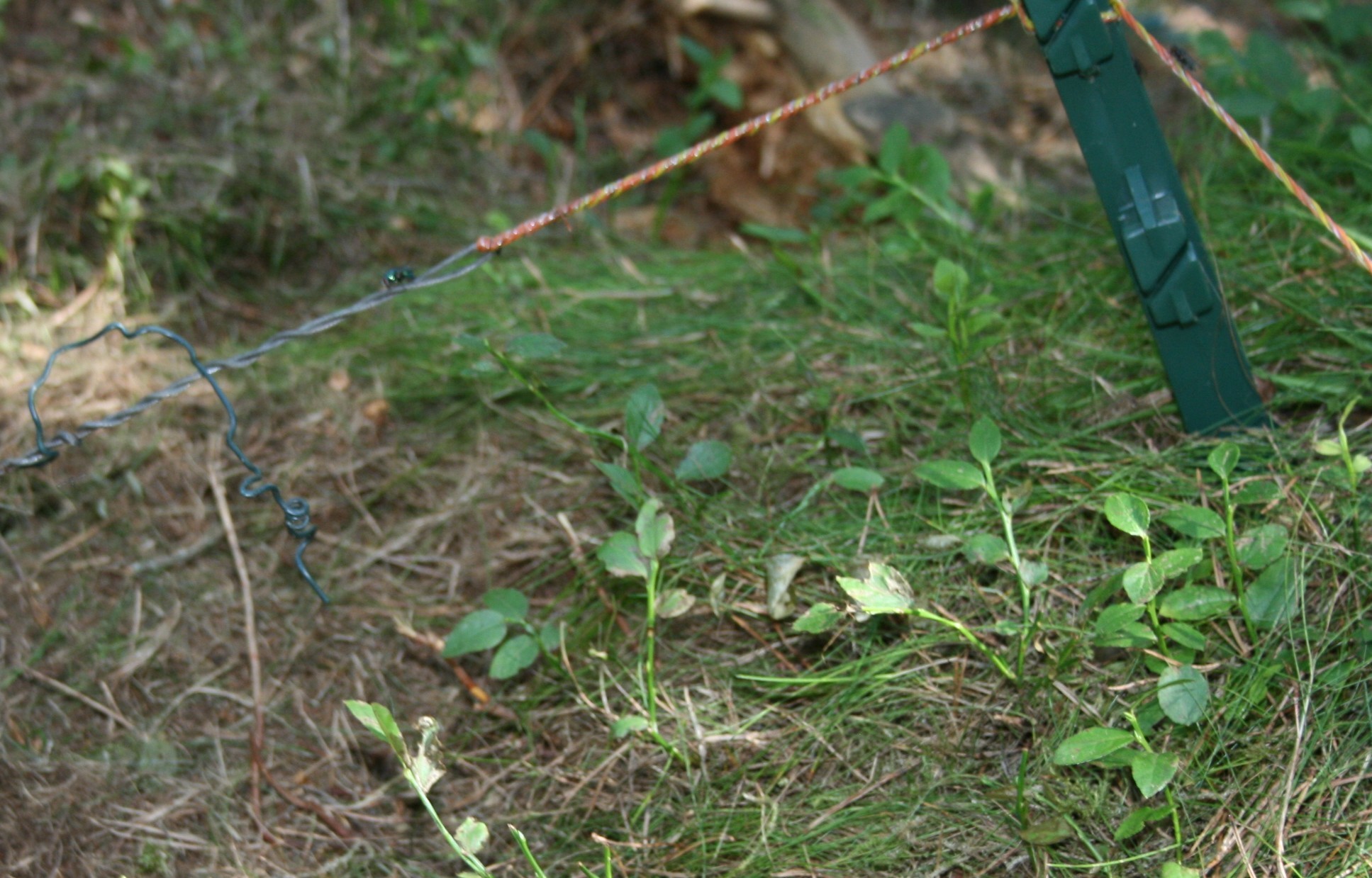 Badger snare