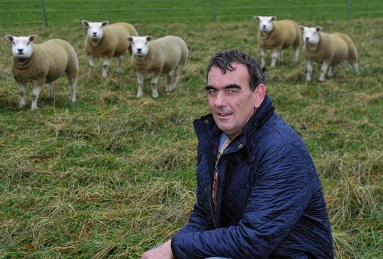 Graham Morrison with some of his Deveronvale ewes