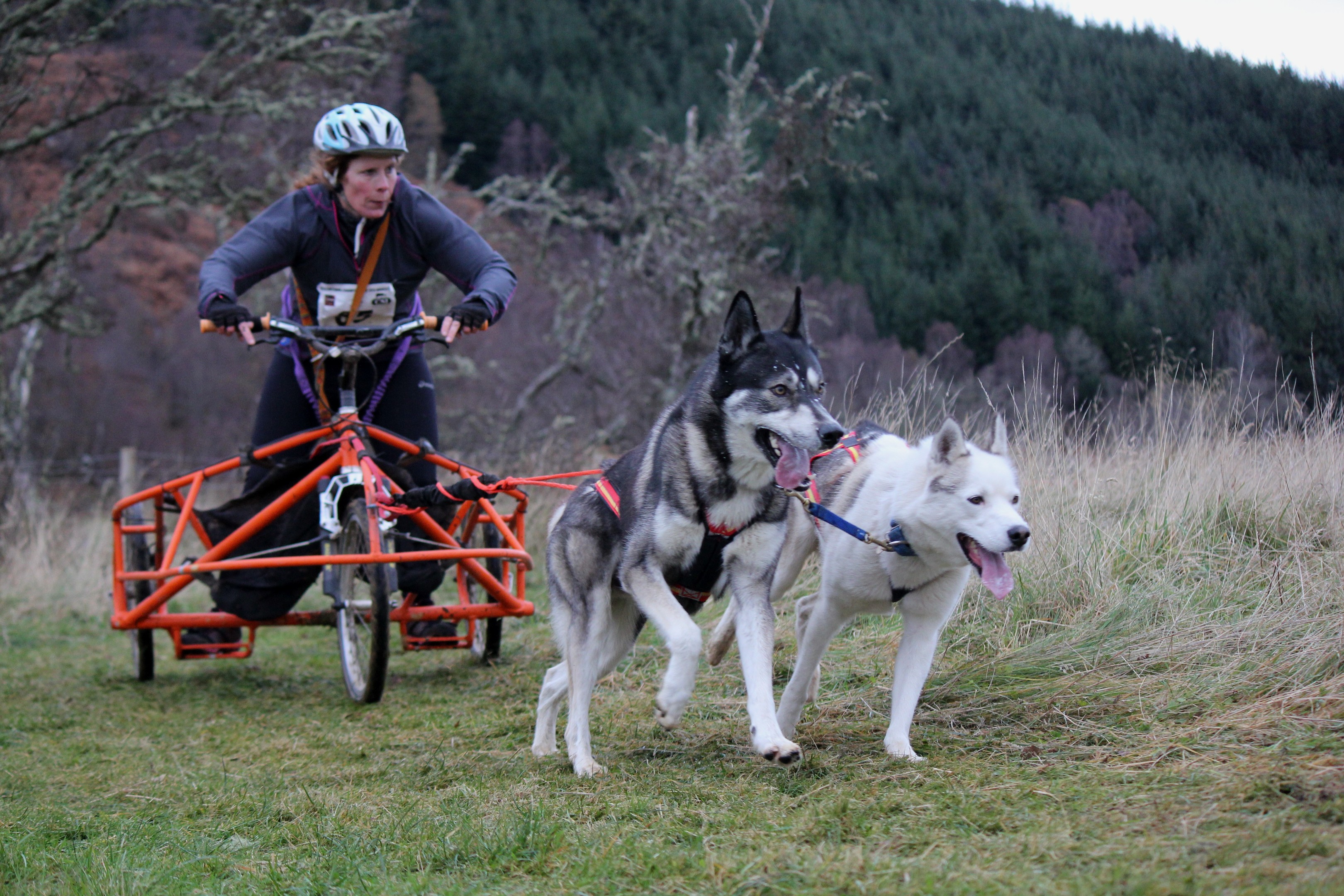 Dogs and drivers competed at the Highland Hideaway at Eagle Brae in Inverness-shire 