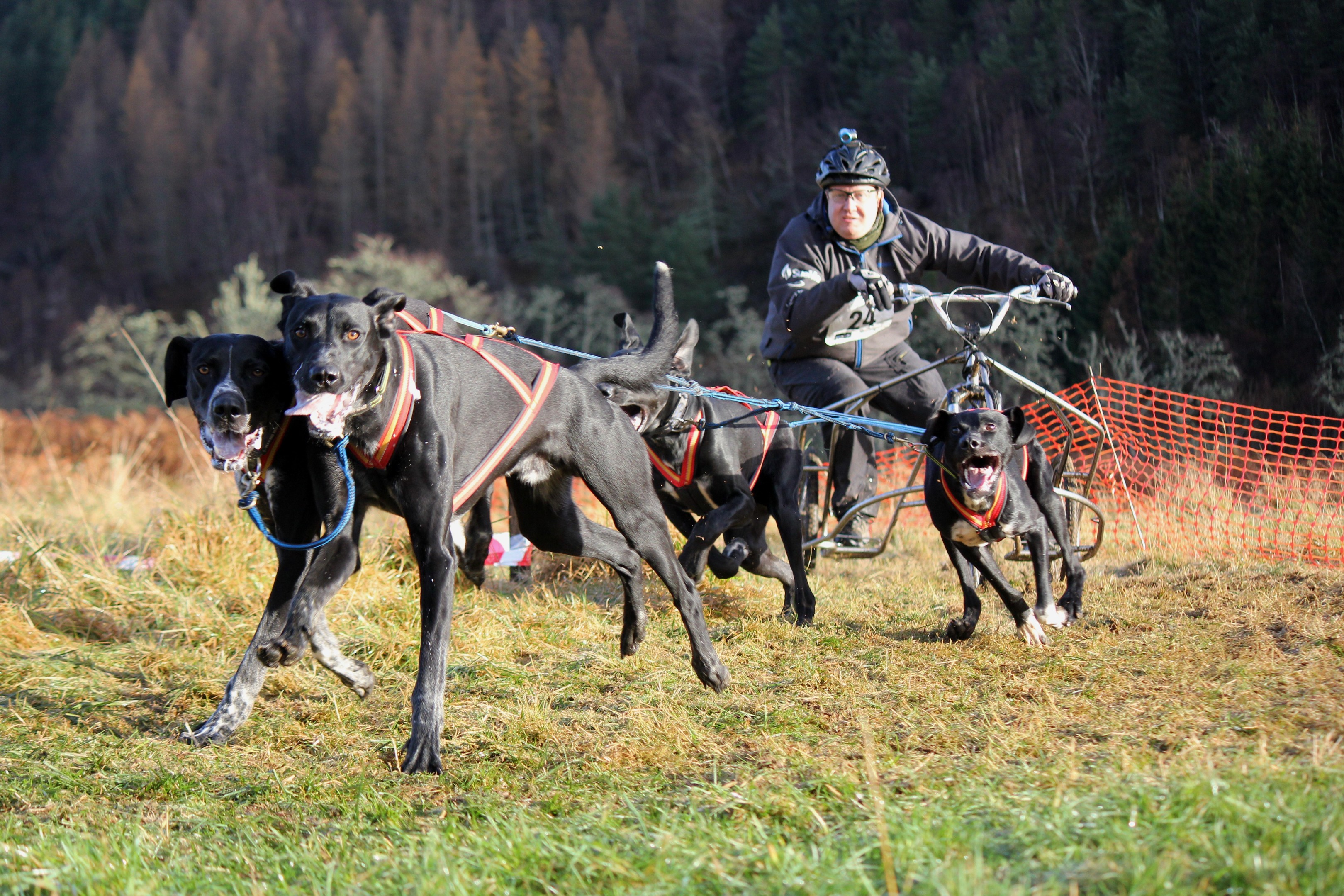 Dogs and drivers competed at the Highland Hideaway at Eagle Brae in Inverness-shire 