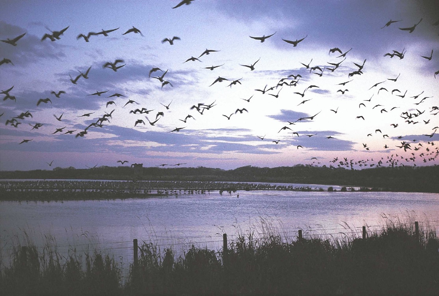 Pink-footed geese fly over the Loch of Strathbeg.