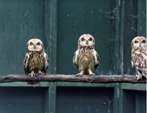 The owl was cared for the the SSPCA