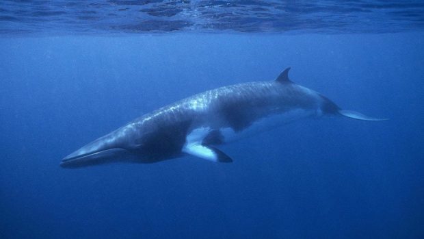 Japan plans to catch up to 333 minke whales each year over the next 12 years