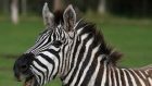 Zebras were among animals since rehoused.