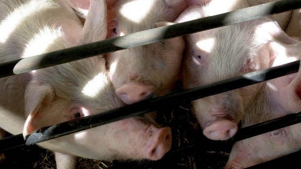 Pig farmers were also urged to keep up best practice to counter anti-meat campaigning