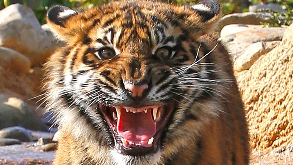 The zoo said it was most likely a tiger call Mai which bit the woman