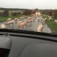 Pigs on the loose near Ellon. Credit: Laura Welsh.