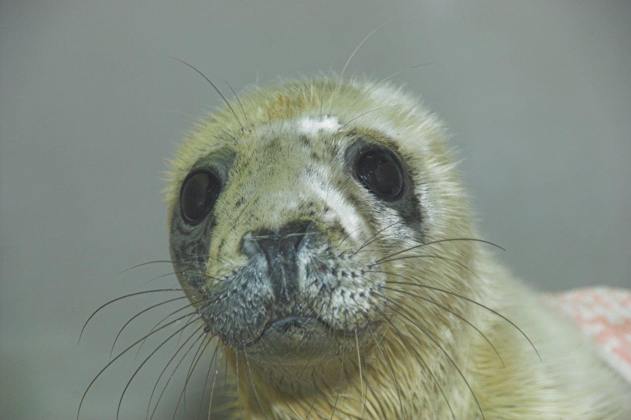 The seal is in the care of the Scottish SPCA's National Wildlife Rescue Centre