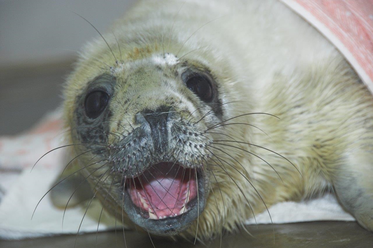The seal is in the care of the Scottish SPCA's National Wildlife Rescue Centre