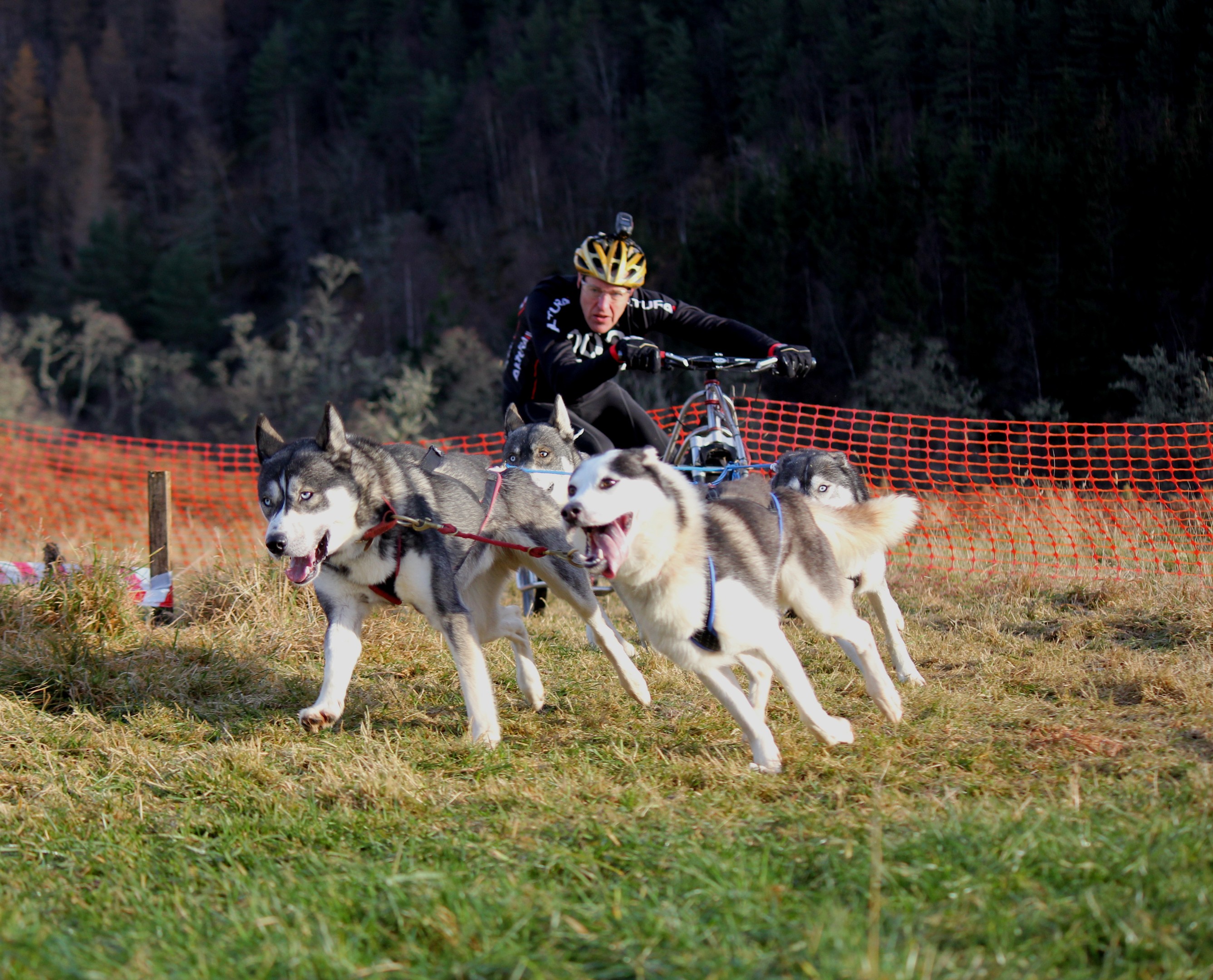 Dogs and drivers competed at the Highland Hideaway at Eagle Brae in Inverness-shire