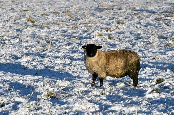 The sheep in the north-east seemed to enjoy the snow yesterday