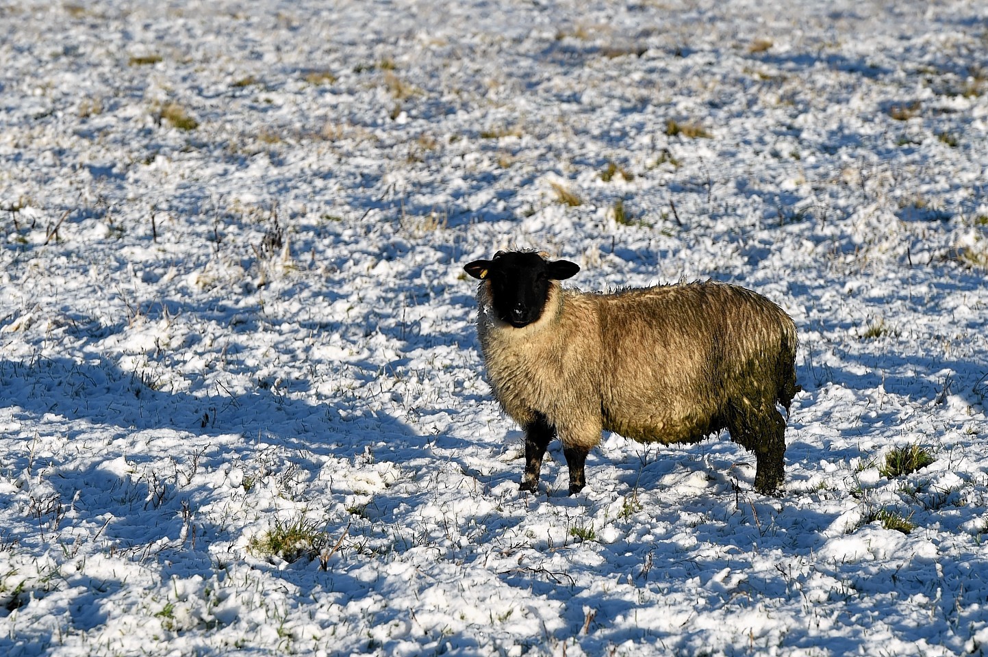 The sheep in the north-east seemed to enjoy the snow yesterday