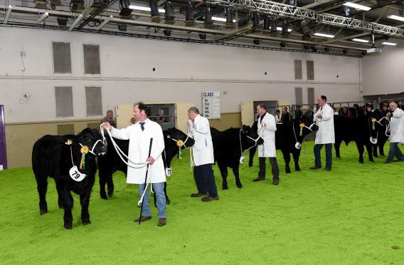 Cattle being judged at a previous Bonanza