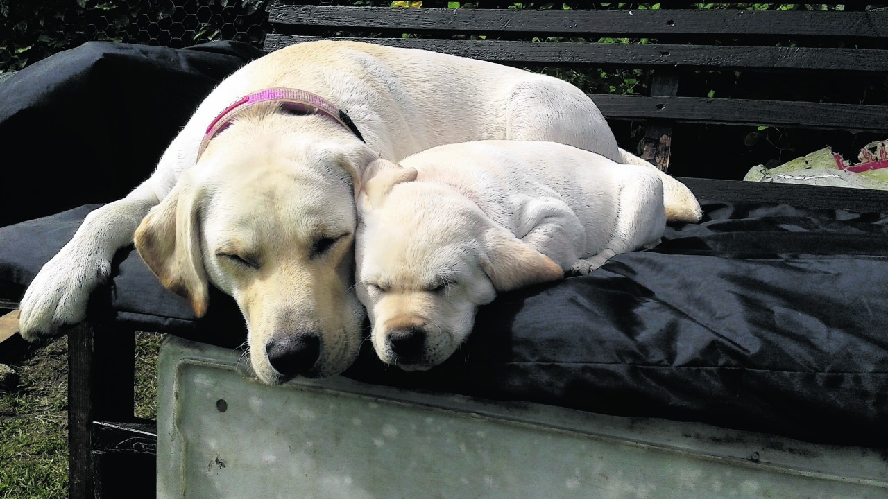 This is yellow Labrador mummy Brodie who lives in Turriff with John and Luan. She is snoozing with her daughter Penny who lives near Keith with Agnes and William, and she is also our winner this week.