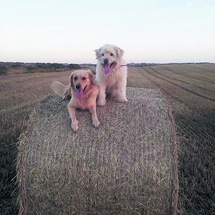 Buster and Milly helping with the harvest. They live with Jamie, Fiona and James in Fraserburgh.