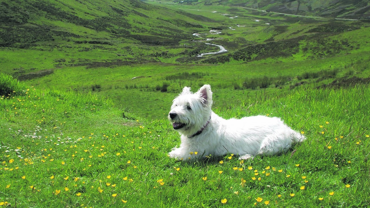 This is Barney the Westie at Glenshee. 
He lives in Bridge of Don with the Law family.