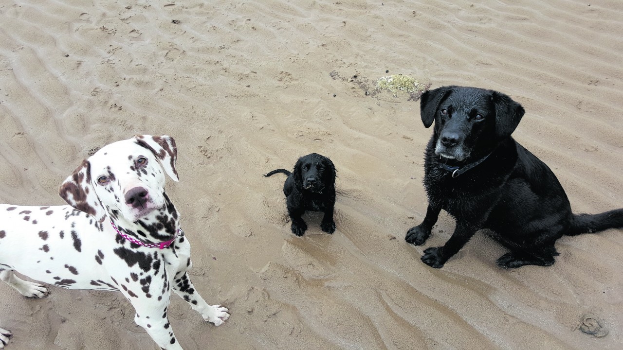 Lola the Dalmatian and Ollie the Lab with their new baby sister Roo at Nigg beach. They all live with Jenny and Stuart in Tain.