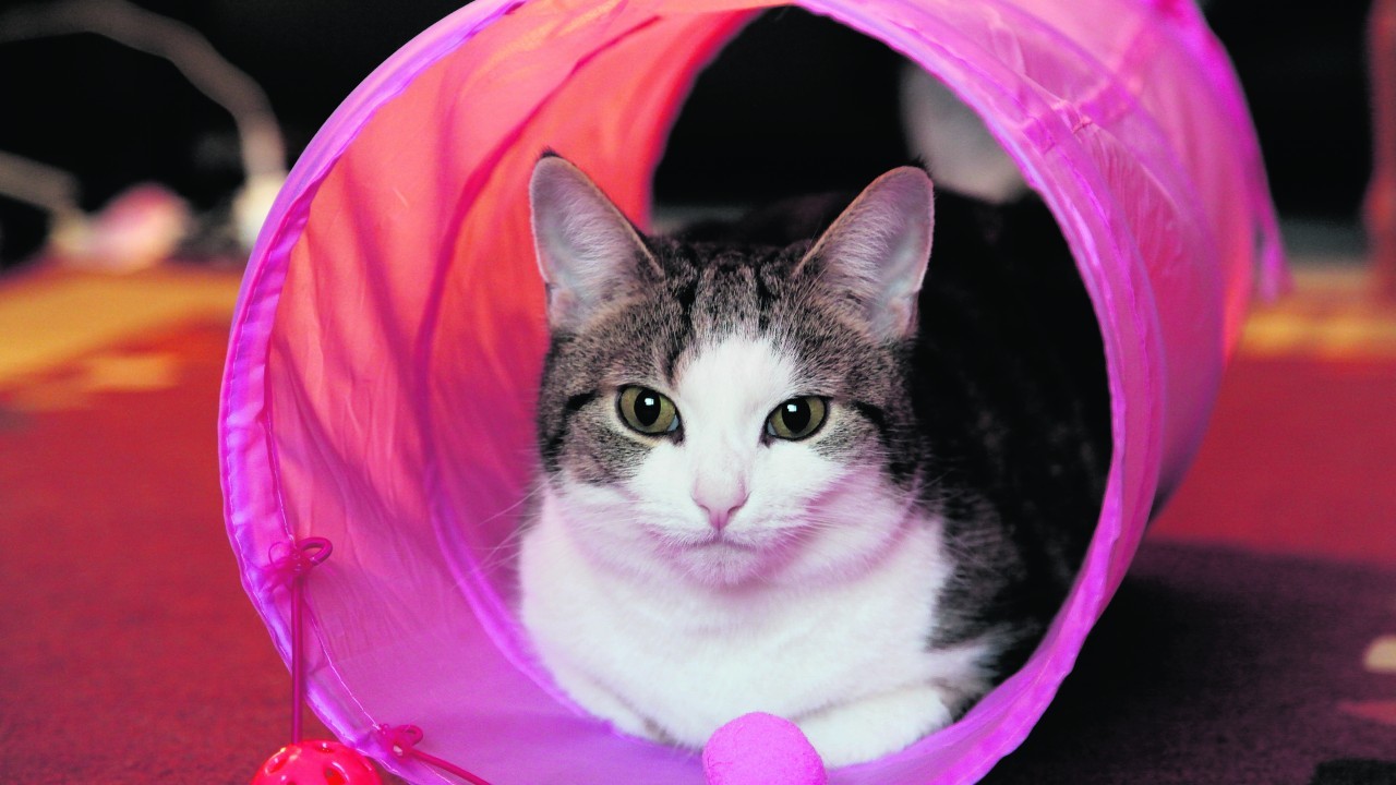 This is Misty who loves spending time in her pink play tunnel. Misty lives with Alan and Alison in Thurso, and is our winner this week.