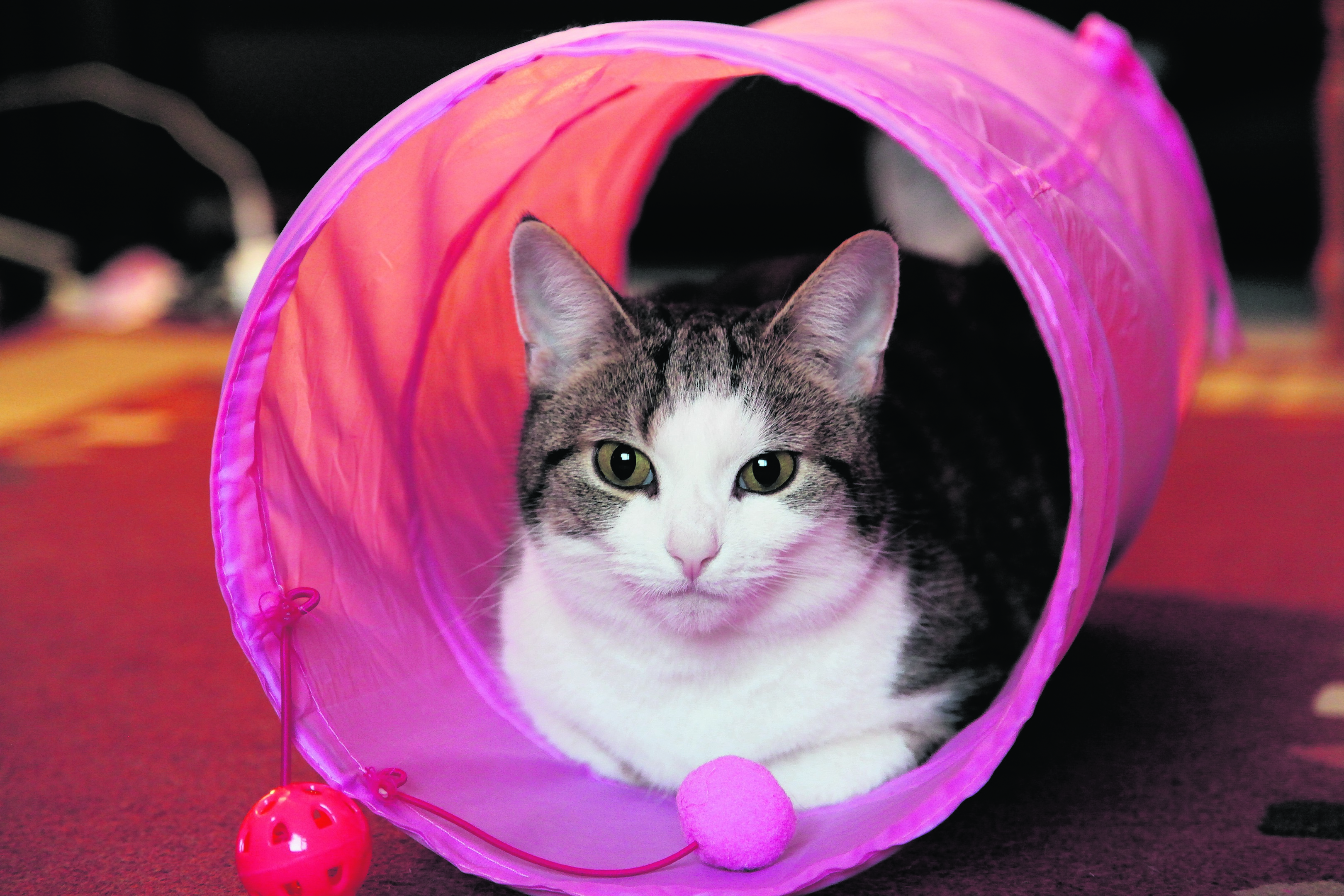 This is Misty who loves spending time in her pink play tunnel. Misty lives with Alan and Alison in Thurso, and is our winner this week.