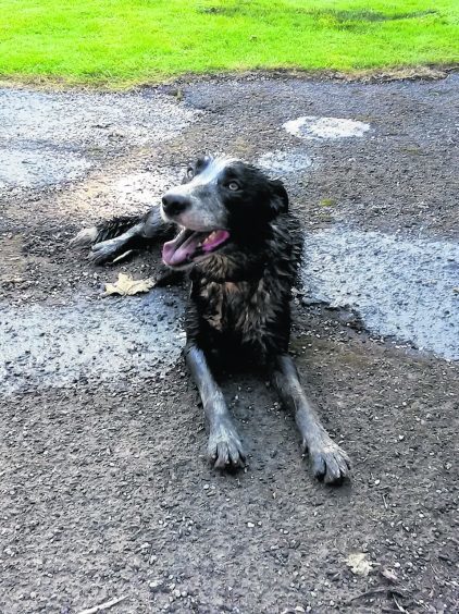 Harry... or Dirty Harry as he might be better named after cooling down in a muddy pool lives with John, Gill and Max in Rosehearty.