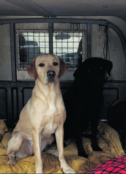 This is Holly the golde n lab and Skye the black lab waiting to go to the local shop for the P&J. They live with Willie, Kathleen, Laura and Heather Hay from Turriff.