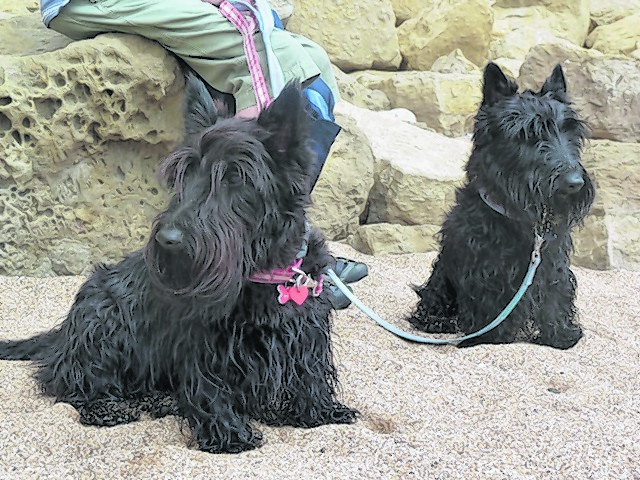 Scottie dogs Phoebe and Archie, belong to Ann and Alistair Gray from Huntly. Here they are pictured on Chesil Beach while on holiday in Dorset.