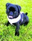 This is Belle the pug enjoying a walk. She lives with Laura, Emma, and Karl Mair in Findochty, and is this week's winner.