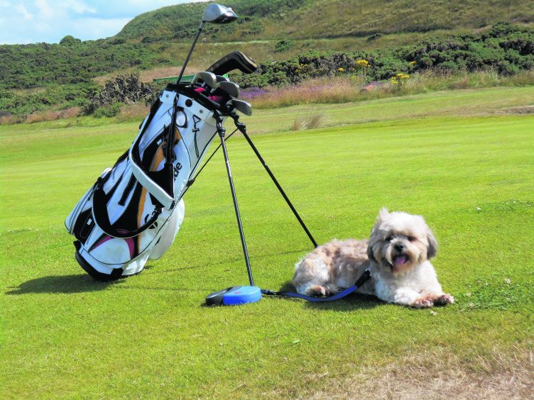 Here’s Molly patiently walksing round the golf course at Covesea near Lossiemouth. She lives in Forres with Maggie and Norrie.