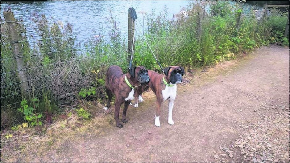 Jessie J and Bonnie Keith at Strichen Lake. Both are rescue dogs from Boxer welfare Scotland and live with the Keith family in Strichen