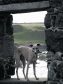 Alfie the whippet on a day visit to Portsoy to watch the filming of ‘Whisky Galore’.  Alfie lives with the Robertsons at New Byth and is our winner this week.