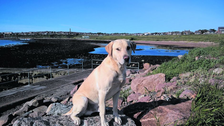 This is Hunter the yellow Labrador retriever having a walk on a beautiful day around the bay in Peterhead. He lives with the Bruce family in Peterhead.