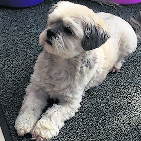 This is Jet. She is a 12-year-old Lhasa aphso who happily lives with Sue and Donald in Belhelvie.