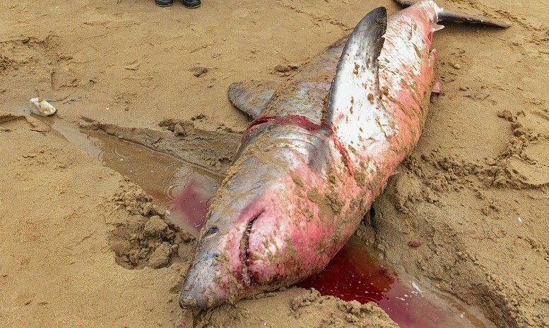 The Porbeagle Shark washed up on Cullen Bay