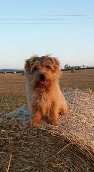 Ava the Norfolk Terrier lives with Michelle and Richard Pettit at their farm in Portgordon.